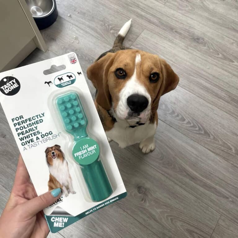 a dog looking at a box of Tastybone Tasty Brush fresh mint - dental care for dogs