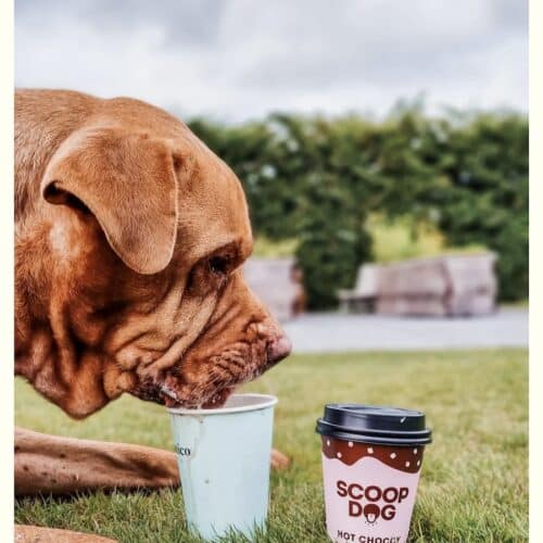 Scoop Dog Hot Choccy Cup mix dog drinking from cup